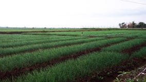 5 Le piante di cipolla rossa di stupore abbelliscono nel giacimento del riso immagine stock libera da diritti 5 Le piante di cipolla rossa di stupore abbelliscono nel giacimento del riso immagine stock libera da diritti