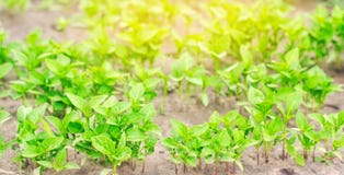 Le piantine del peperone verde nella serra, aspettano per trapianto nel campo, coltivando, l'agricoltura, le verdure, agricu ecol immagini stock Le piantine del peperone verde nella serra, aspettano per trapianto nel campo, coltivando, l'agricoltura, le verdure, agricu ecol immagini stock