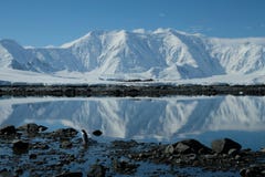 Le pingouin de l'Antarctique dans une baie bleue de miroir sous la neige blanche a couvert des montagnes photos libres de droits Le pingouin de l'Antarctique dans une baie bleue de miroir sous la neige blanche a couvert des montagnes photos libres de droits