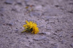 Le pissenlit perdu images libres de droits Le pissenlit perdu images libres de droits