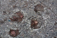 Le piste in avanti appoggiano il calcestruzzo aggrovigliato immagine stock Le piste in avanti appoggiano il calcestruzzo aggrovigliato immagine stock