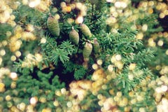 Le plan rapproché de l'arbre de Noël, bokeh d'or s'allume Branches à feuilles persistantes avec des cônes Fond brouillé moderne d images stock Le plan rapproché de l'arbre de Noël, bokeh d'or s'allume Branches à feuilles persistantes avec des cônes Fond brouillé moderne d images stock
