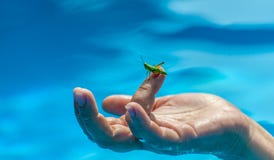 Le plan rapproché de petits sièges verts de sauterelle ou de grig sur le milieu a vieilli le doigt de la femme dans la piscine su images libres de droits Le plan rapproché de petits sièges verts de sauterelle ou de grig sur le milieu a vieilli le doigt de la femme dans la piscine su images libres de droits