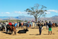 Le plus grand marché de zébu au Madagascar images libres de droits Le plus grand marché de zébu au Madagascar images libres de droits
