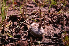 Le pommier germé de palétuvier, champignons a infecté la graine photo libre de droits Le pommier germé de palétuvier, champignons a infecté la graine photo libre de droits