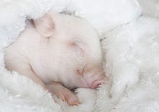 Le porc mignon dort sur une couverture rayée Porc de Noël photos stock Le porc mignon dort sur une couverture rayée Porc de Noël photos stock