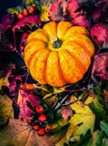 Le potiron sur des feuilles d'automne, se ferment Photos libres de droits Le potiron sur des feuilles d'automne, se ferment Photos libres de droits