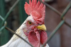 le poulet de coq est petit, avec un feston rouge regardant dans le plan rapproché de caméra l'aspect du visage et du profil photographie stock libre de droits le poulet de coq est petit, avec un feston rouge regardant dans le plan rapproché de caméra l'aspect du visage et du profil photographie stock libre de droits