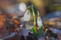 Le premier ressort fleurit des perce-neige photographie stock libre de droits Le premier ressort fleurit des perce-neige photographie stock libre de droits