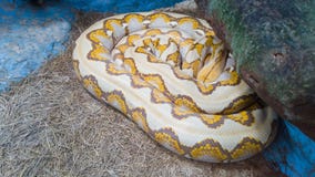 Le python a lieu dans le temps de sommeil photos libres de droits Le python a lieu dans le temps de sommeil photos libres de droits