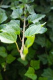 Le raisin vert part sur un plan rapproché de branche photo stock Le raisin vert part sur un plan rapproché de branche photo stock
