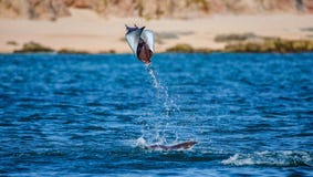 Le rayon de Mobula saute à l'arrière-plan de la plage de Cabo San Lucas mexico Mer de Cortez image stock Le rayon de Mobula saute à l'arrière-plan de la plage de Cabo San Lucas mexico Mer de Cortez image stock