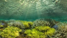 le rendu 3D de la lumière sous-marine crée un beau rideau solaire Les ressacs sous-marins oscillent et coulent avec les rayons du photo libre de droits le rendu 3D de la lumière sous-marine crée un beau rideau solaire Les ressacs sous-marins oscillent et coulent avec les rayons du photo libre de droits