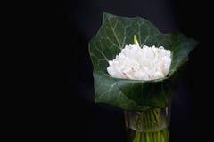 Le ressort fleurit, des perce-neige jour du ` s de femmes du 8 mars Photos libres de droits Le ressort fleurit, des perce-neige jour du ` s de femmes du 8 mars Photos libres de droits
