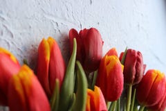 Le ressort fleurit des tulipes sur une table texturisée en pierre 8 mars, jour international du ` s de femmes, jour du ` s de mèr Photo stock Le ressort fleurit des tulipes sur une table texturisée en pierre 8 mars, jour international du ` s de femmes, jour du ` s de mèr Photo stock
