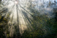 Le ressort laisse le soleil et la brume Images stock Le ressort laisse le soleil et la brume Images stock