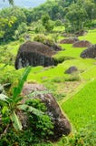 Le riz de terrasse met en place sur une île Sulawesi en Indonésie Photographie stock libre de droits Le riz de terrasse met en place sur une île Sulawesi en Indonésie Photographie stock libre de droits