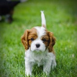 Le Roi cavalier Charles Spaniel Puppy photo stock Le Roi cavalier Charles Spaniel Puppy photo stock