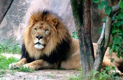 Le roi de la bête chez Memphis Zoo photo stock Le roi de la bête chez Memphis Zoo photo stock