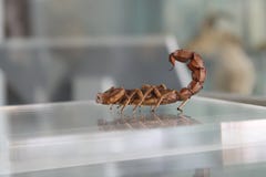 Le roi de scorpion photographie stock libre de droits Le roi de scorpion photographie stock libre de droits