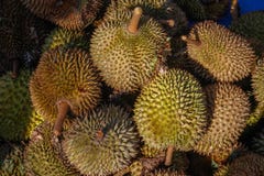 Le roi du fruit est durian frais et mûr photo stock Le roi du fruit est durian frais et mûr photo stock