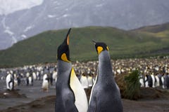 Le Roi Penguin, Koningspinguïn, patagonicus d'Aptenodytes photos stock Le Roi Penguin, Koningspinguïn, patagonicus d'Aptenodytes photos stock