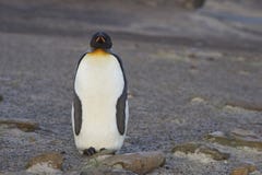 Le Roi Penguin sur l'île de Saunders photographie stock Le Roi Penguin sur l'île de Saunders photographie stock