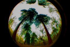 Le rond, cercle, a courbé le ciel abstrait, arbres, remous image stock Le rond, cercle, a courbé le ciel abstrait, arbres, remous image stock