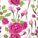 Le rose de douceur a monté des fleurs avec des feuilles sur le fond blanc illustration de vecteur Le rose de douceur a monté des fleurs avec des feuilles sur le fond blanc illustration de vecteur