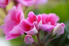 Le rose fleurit _2 Le rose fleurit _2