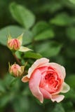 Le rose a monté sur un fond feuillu vert-foncé trouble photos stock Le rose a monté sur un fond feuillu vert-foncé trouble photos stock