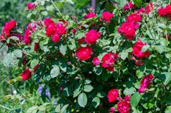 Le rose rosse imbussolano in giardino il giorno di estate luminoso immagine stock Le rose rosse imbussolano in giardino il giorno di estate luminoso immagine stock