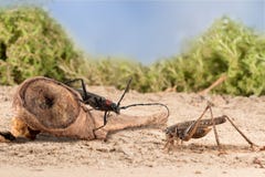 Le scarabée de Longhorn de plan rapproché se repose sur un accroc et une sauterelle sur le sol arénacé des semideserts sur le fon image stock Le scarabée de Longhorn de plan rapproché se repose sur un accroc et une sauterelle sur le sol arénacé des semideserts sur le fon image stock