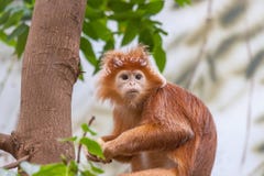 Le singe d'auratus de Trachypithecus de lutung de Javan photo stock Le singe d'auratus de Trachypithecus de lutung de Javan photo stock