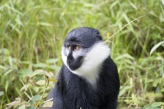 Le singe de Hoest (lhoesti de Cercopithecus) photos stock Le singe de Hoest (lhoesti de Cercopithecus) photos stock