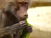 Le singe mange l'algue dans le zoo à Augsbourg images stock Le singe mange l'algue dans le zoo à Augsbourg images stock