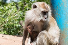 Le singe suçant le lait dans la mite images stock Le singe suçant le lait dans la mite images stock
