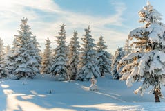 https://thumbs.dreamstime.com/t/le-soleil-de-sc%C3%A8ne-d-arbre-de-neige-de-for%C3%AAt-d-hiver-73124415.jpg
