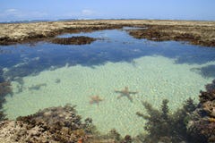 Le stelle marine si trovano nell'acqua salata del turchese dell'Oceano Indiano fotografie stock libere da diritti Le stelle marine si trovano nell'acqua salata del turchese dell'Oceano Indiano fotografie stock libere da diritti