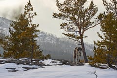 Le Tazy, ou le lévrier asiatique central, ou le lévrier kazakh, ou le lévrier turkmène, sont une race des chiens de chasse photographie stock Le Tazy, ou le lévrier asiatique central, ou le lévrier kazakh, ou le lévrier turkmène, sont une race des chiens de chasse photographie stock
