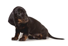 Le teckel de chiot se repose et regarde tristement la caméra, d'isolement sur un fond blanc image libre de droits Le teckel de chiot se repose et regarde tristement la caméra, d'isolement sur un fond blanc image libre de droits
