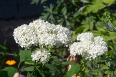 Le terrain communal d'hortensia appelle l'hortensia ou le hortensia Le hydrang de nom photo libre de droits Le terrain communal d'hortensia appelle l'hortensia ou le hortensia Le hydrang de nom photo libre de droits