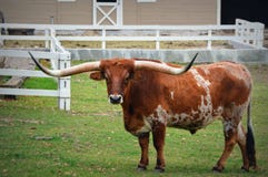 Le Texas Longhorn images libres de droits Le Texas Longhorn images libres de droits