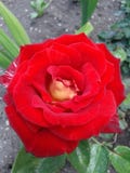 Le thé rouge s'est levé Jeunes adultes beauté Photo libre de droits Le thé rouge s'est levé Jeunes adultes beauté Photo libre de droits