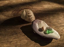 Le verre dégringolé a placé avec des coquilles images libres de droits Le verre dégringolé a placé avec des coquilles images libres de droits