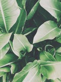 Le vert laisse le fond image stock Le vert laisse le fond image stock