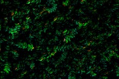 Le vert laisse le fond obscurité de ton de couleur de feuilles photographie stock Le vert laisse le fond obscurité de ton de couleur de feuilles photographie stock