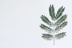 Le vert laisse minimal sur le fond blanc photo libre de droits Le vert laisse minimal sur le fond blanc photo libre de droits