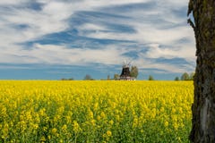 le vieux moulin ? vent se tient sur un gisement de canola photographie stock le vieux moulin ? vent se tient sur un gisement de canola photographie stock