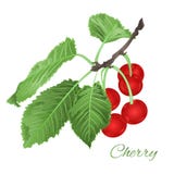 Le vintage sain de consommation de fruit de feuilles et de baies et de fleurs de cerise dirigent l'illustration editable Photo libre de droits Le vintage sain de consommation de fruit de feuilles et de baies et de fleurs de cerise dirigent l'illustration editable Photo libre de droits